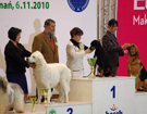 Międzynarodowa Wystawa POZNAŃ 2010 - SZABLA Kłusująca Sfora FCI - Zwycięzca, BOB, BIS Ras Polskich