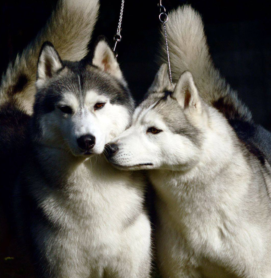 Kailua Lord Chester & NEVERENDING STORY of Wolf Point
