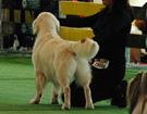 BIAYSTOK 2008  ZPR
