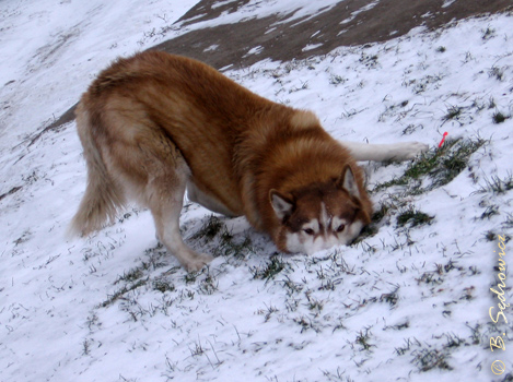 CYPRYS Nitor Nivalis