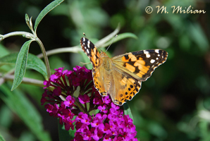 Motyl