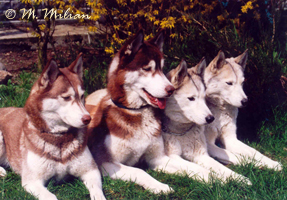 Afera & Oskar & Sara & Sonia