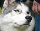 CARUSSO WIND Myliwi Pnocy