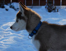 SHADOW OF ANANA AMAROK Algarobos