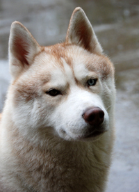 ARTIC WIND of Wolf Point