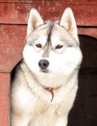 Latrans AMERICAN EXPRESS