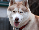 sieberian husky ZPR