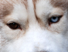 sieberian husky ZPR