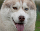 sieberian husky ZPR
