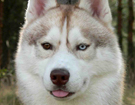 sieberian husky ZPR