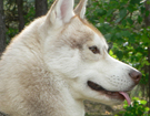sieberian husky ZPR