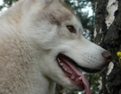 sieberian husky ZPR