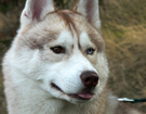 sieberian husky ZPR