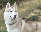 sieberian husky ZPR