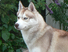 sieberian husky ZPR