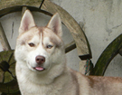 sieberian husky ZPR