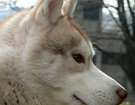 sieberian husky ZPR