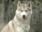 sieberian husky ZPR
