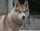 sieberian husky ZPR