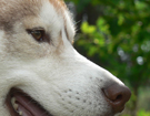 sieberian husky ZPR