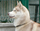 sieberian husky ZPR