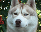 sieberian husky ZPR