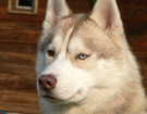 sieberian husky ZPR