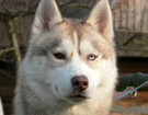 sieberian husky ZPR