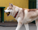 sieberian husky ZPR