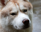 sieberian husky ZPR