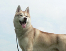 sieberian husky ZPR
