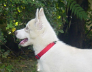 sieberian husky ZPR