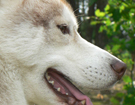 sieberian husky ZPR