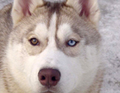 sieberian husky ZPR