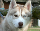 sieberian husky ZPR