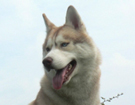 sieberian husky ZPR