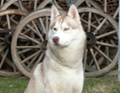 sieberian husky ZPR