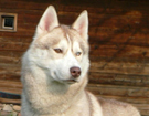sieberian husky ZPR