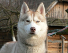 sieberian husky ZPR