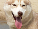 sieberian husky ZPR