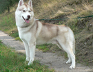 sieberian husky ZPR
