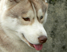 sieberian husky ZPR