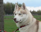sieberian husky ZPR