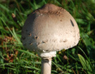 NAREW 2008  ZPR