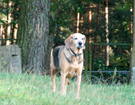 NAREW 2008  ZPR