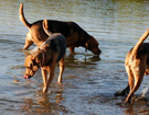 NAREW 2008  ZPR