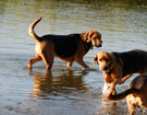 NAREW 2008  ZPR