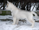 WINTER Z Pierwszej Rki FCI