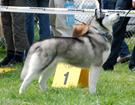 OPOLE 2008  ZPR