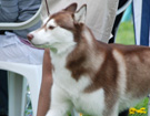 OPOLE 2008  ZPR